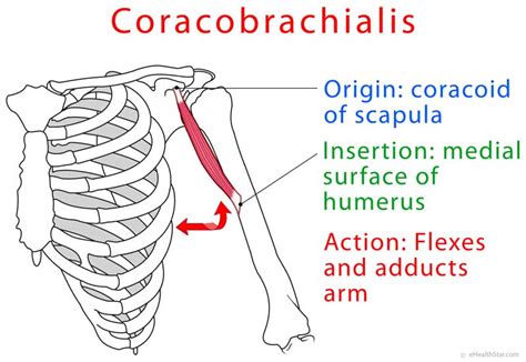 test for tear in coracobrachialis|coracobrachialis muscle strain symptoms.